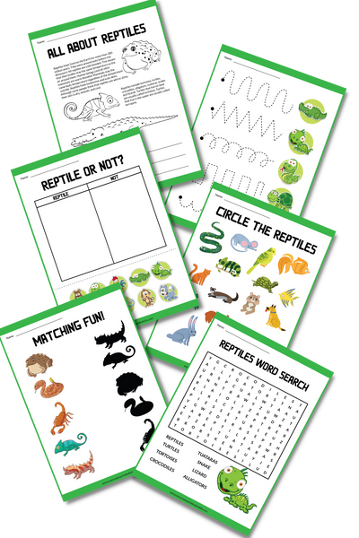 Kids Reptile Activity Worksheets Homeschool Biology