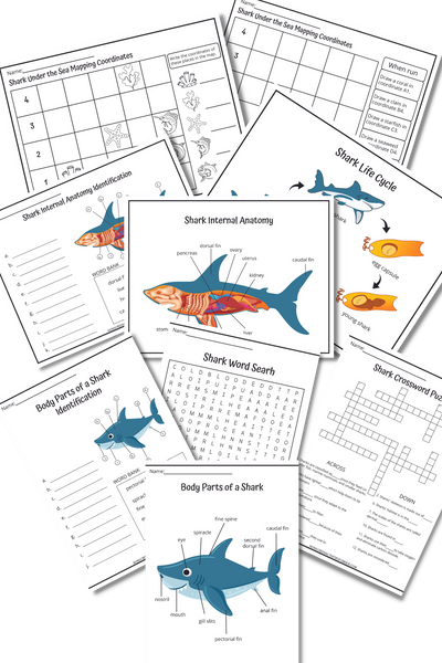 Shark activity worksheets homeschool ocean studies